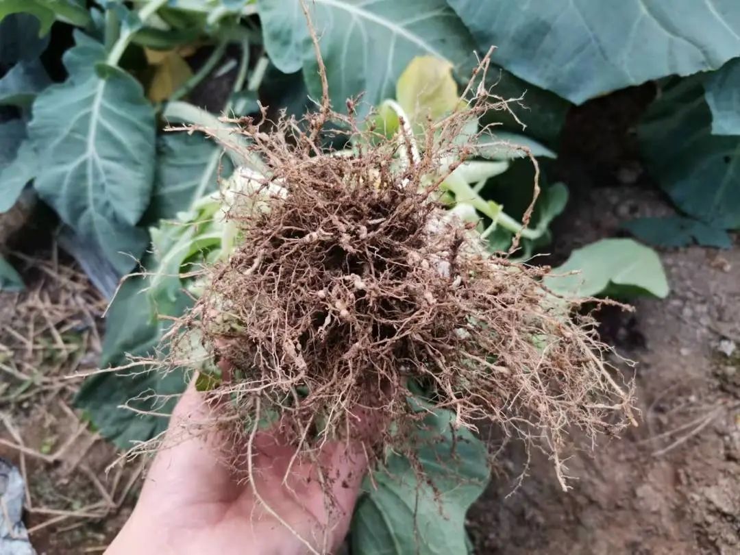 抗逆+增收！黄瓜莳植户：全用洋丰套餐肥就好啦！-新闻动态-J9集团