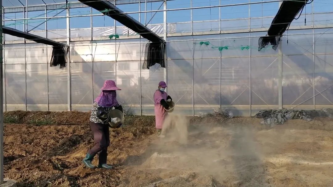 抗逆+增收！黄瓜莳植户：全用洋丰套餐肥就好啦！-新闻动态-J9集团