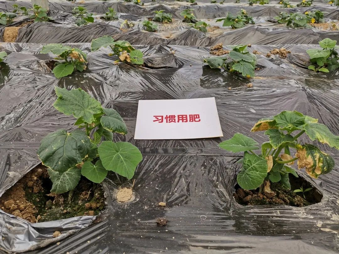 抗逆+增收！黄瓜莳植户：全用洋丰套餐肥就好啦！-新闻动态-J9集团