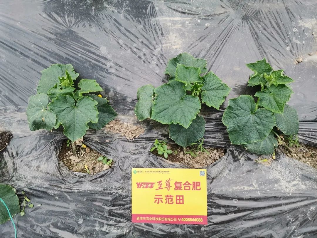 抗逆+增收！黄瓜莳植户：全用洋丰套餐肥就好啦！-新闻动态-J9集团