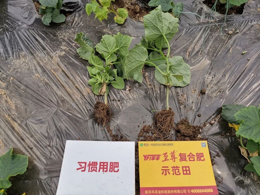 抗逆+增收！黄瓜莳植户：全用洋丰套餐肥就好啦！-新闻动态-J9集团
