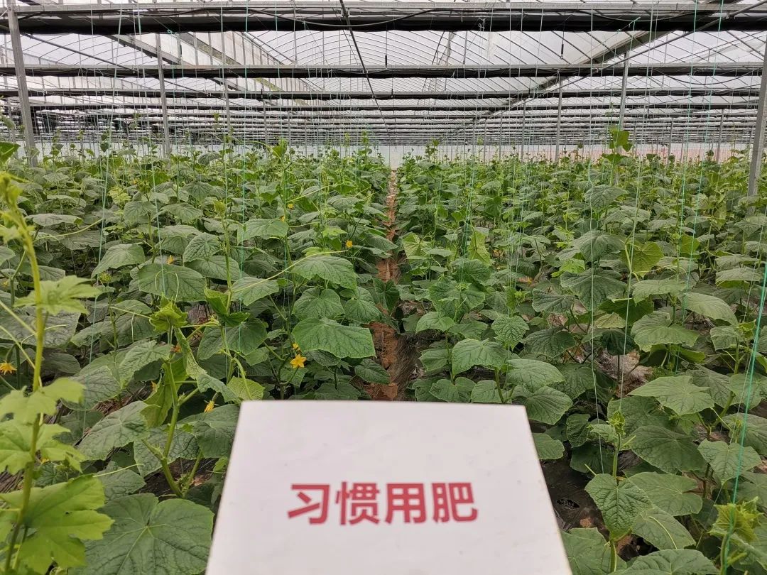 抗逆+增收！黄瓜莳植户：全用洋丰套餐肥就好啦！-新闻动态-J9集团