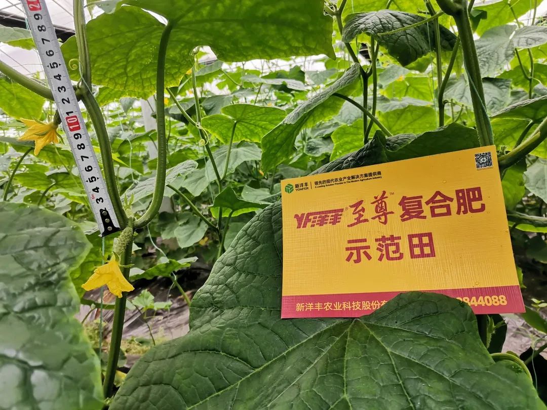 抗逆+增收！黄瓜莳植户：全用洋丰套餐肥就好啦！-新闻动态-J9集团