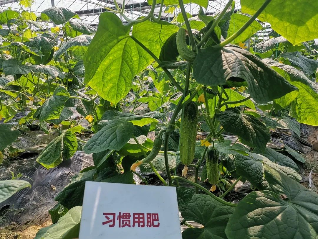 抗逆+增收！黄瓜莳植户：全用洋丰套餐肥就好啦！-新闻动态-J9集团