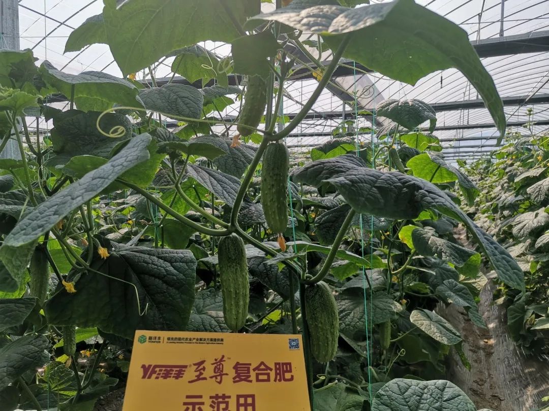 抗逆+增收！黄瓜莳植户：全用洋丰套餐肥就好啦！-新闻动态-J9集团