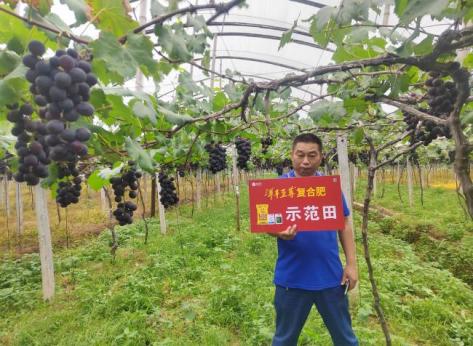树模葡萄着色更早、着色更匀称.jpg