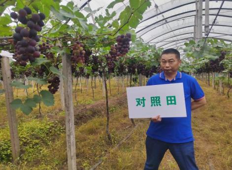 比照葡萄着色较迟且着色不匀称.jpg