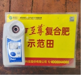 树模葡萄底部果糖度比比照高1.2度.jpg