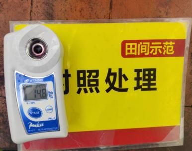 树模葡萄底部果糖度比比照高1.2度 2.jpg