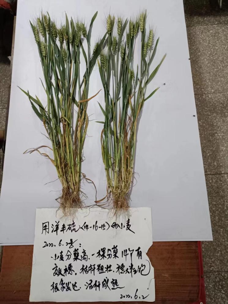 植株比照1.jpg
