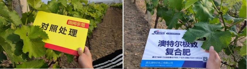 图片3比照田葡萄.jpg