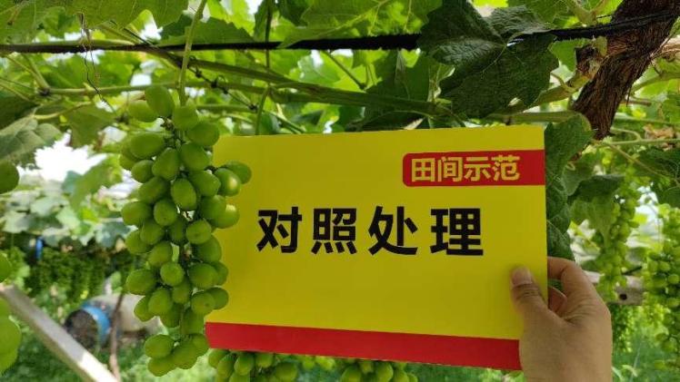 图片4比照田葡萄颗粒.jpg