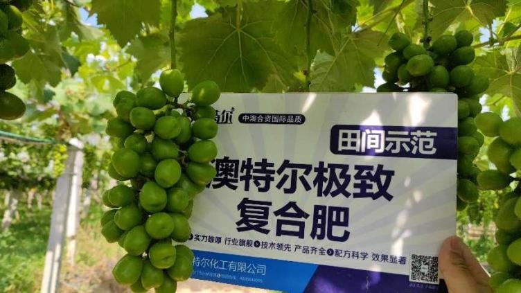 图片4树模田葡萄颗粒.jpg