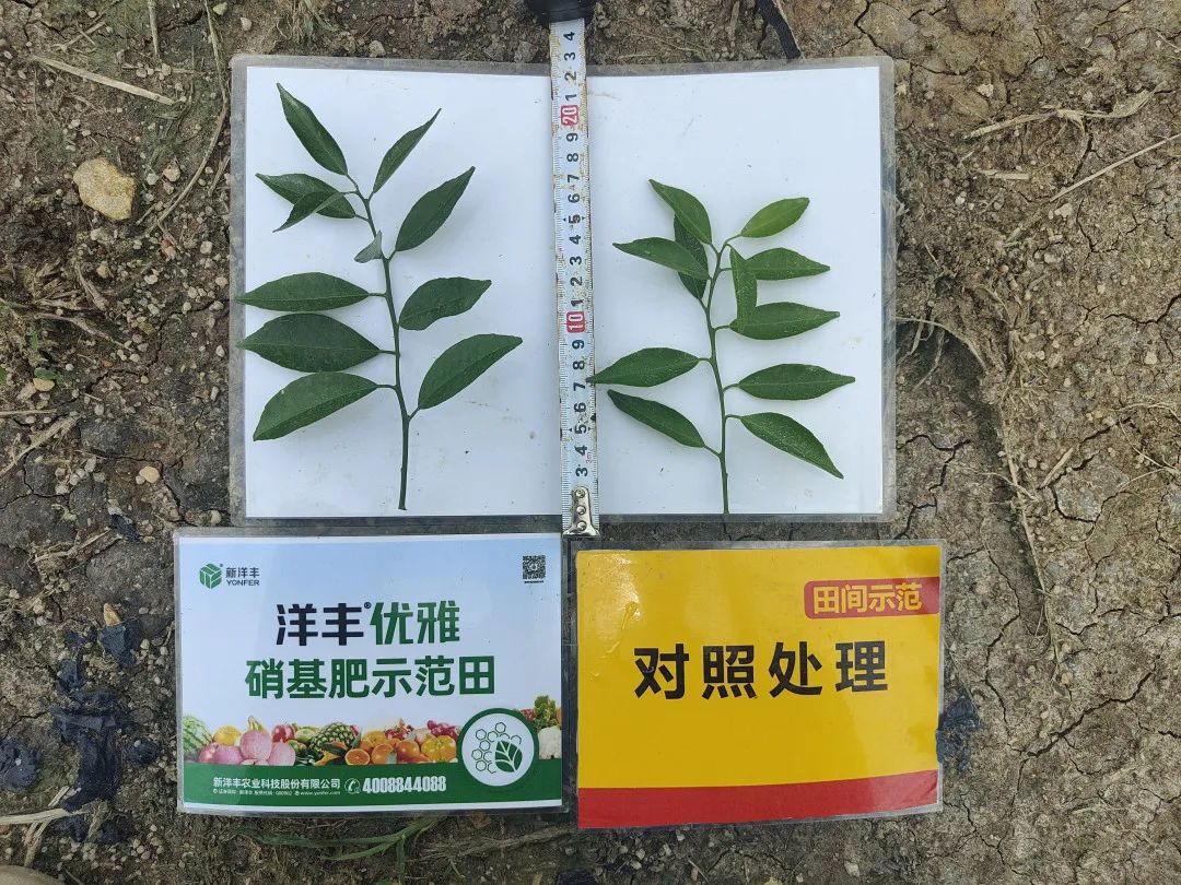 与异常天气博弈，，，，，，“洋丰优雅”赢得新会柑“守护神”美誉-新闻动态-J9集团