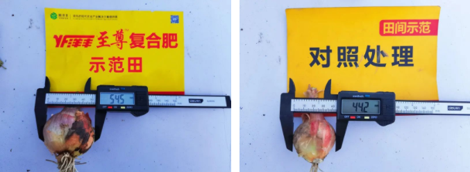 葱头直径比照.png