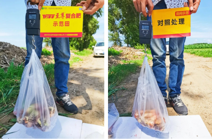 葱头重量比照.png