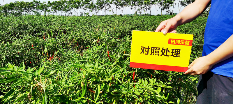 比照田顶端挂果量_副本_副本.jpg