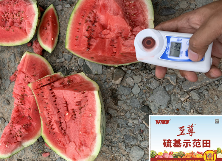 树模天西瓜在测糖分_副本.jpg