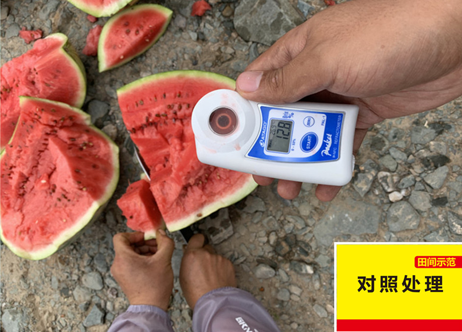 比照田西瓜在测糖分_副本.jpg