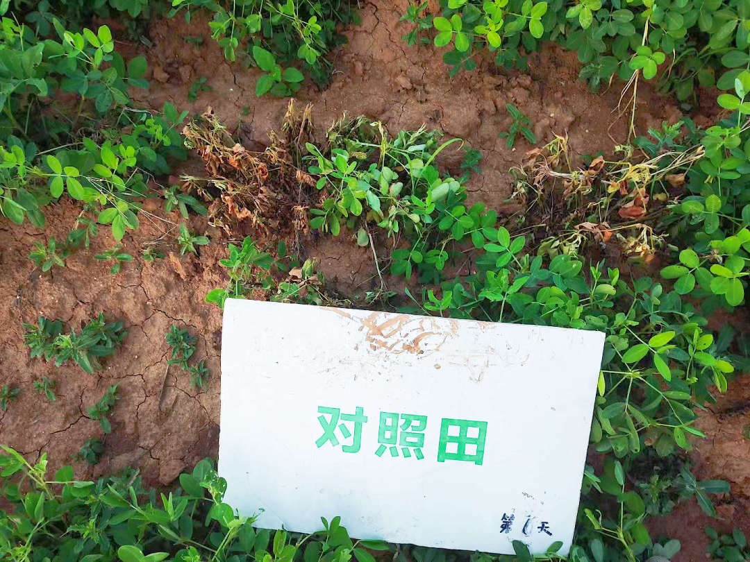 比照田死棵.jpg