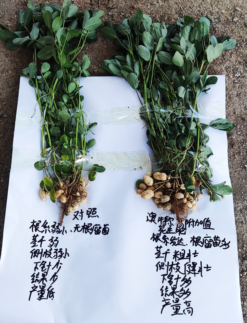 单株效果比照.jpg