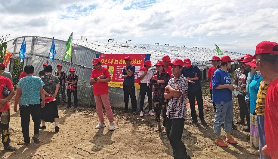 图1  8月15日洋丰至尊番茄树模田观摩会现场.jpg