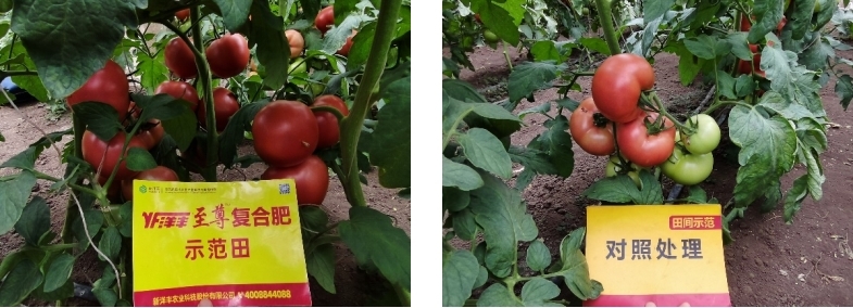 图4  8月14日洋丰至尊番茄树模田回访.jpg