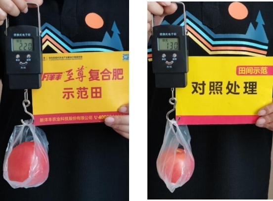 图5  8月15日树模田比照田单个番茄重量比照.jpg