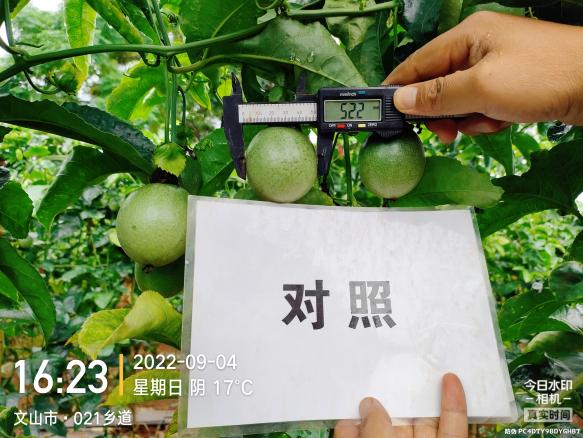 比照田果径.jpg
