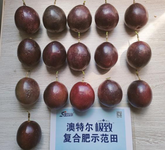树模田果型.jpg