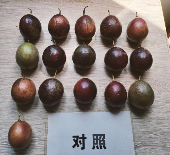 比照田果型.jpg