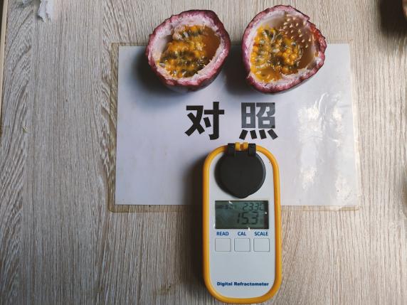 比照田果实甜度.jpg