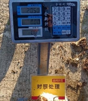 比照田芋头称重.jpg