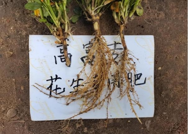6月28日树模田花生根系.jpg