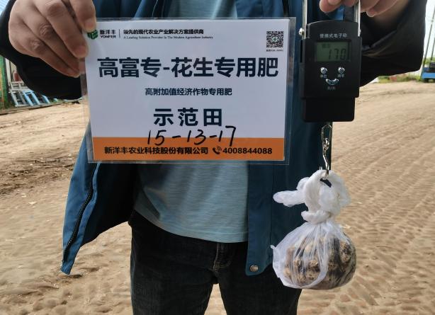 9月14日树模田花生称重.jpg