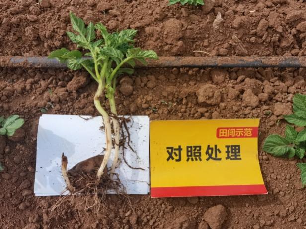 比照田苗期根系.jpg