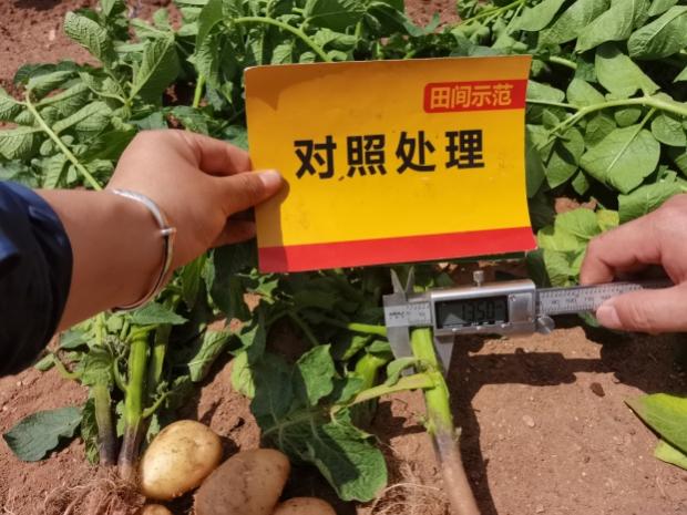 比照田块茎增恒久茎粗丈量.jpg