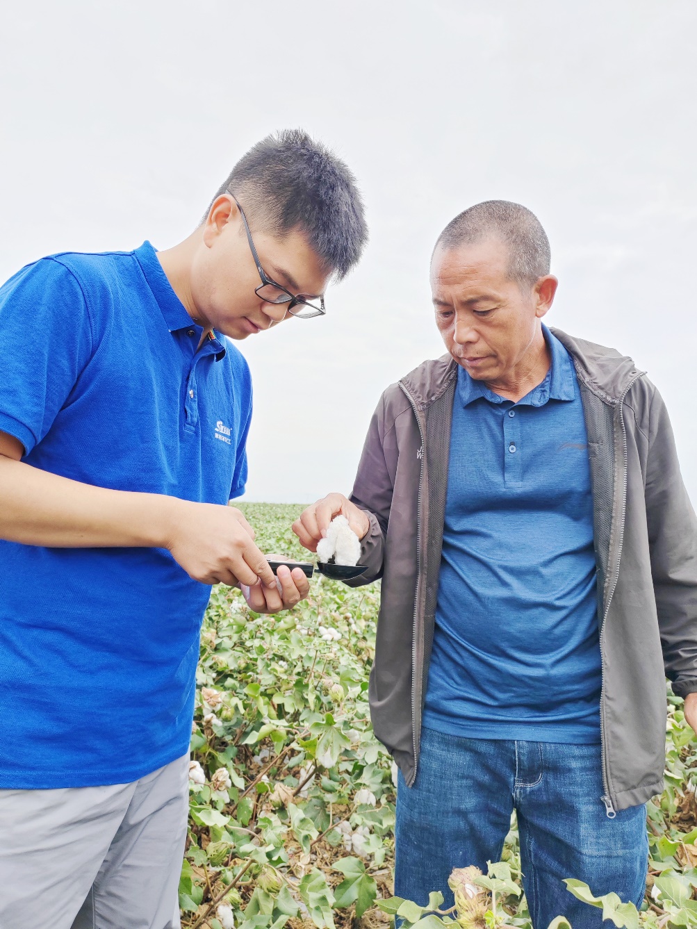 J9集团农艺师李春侨（左），，，，在莳植户陈克明（右）的棉田举行单铃测重，，，，预估产量.jpg