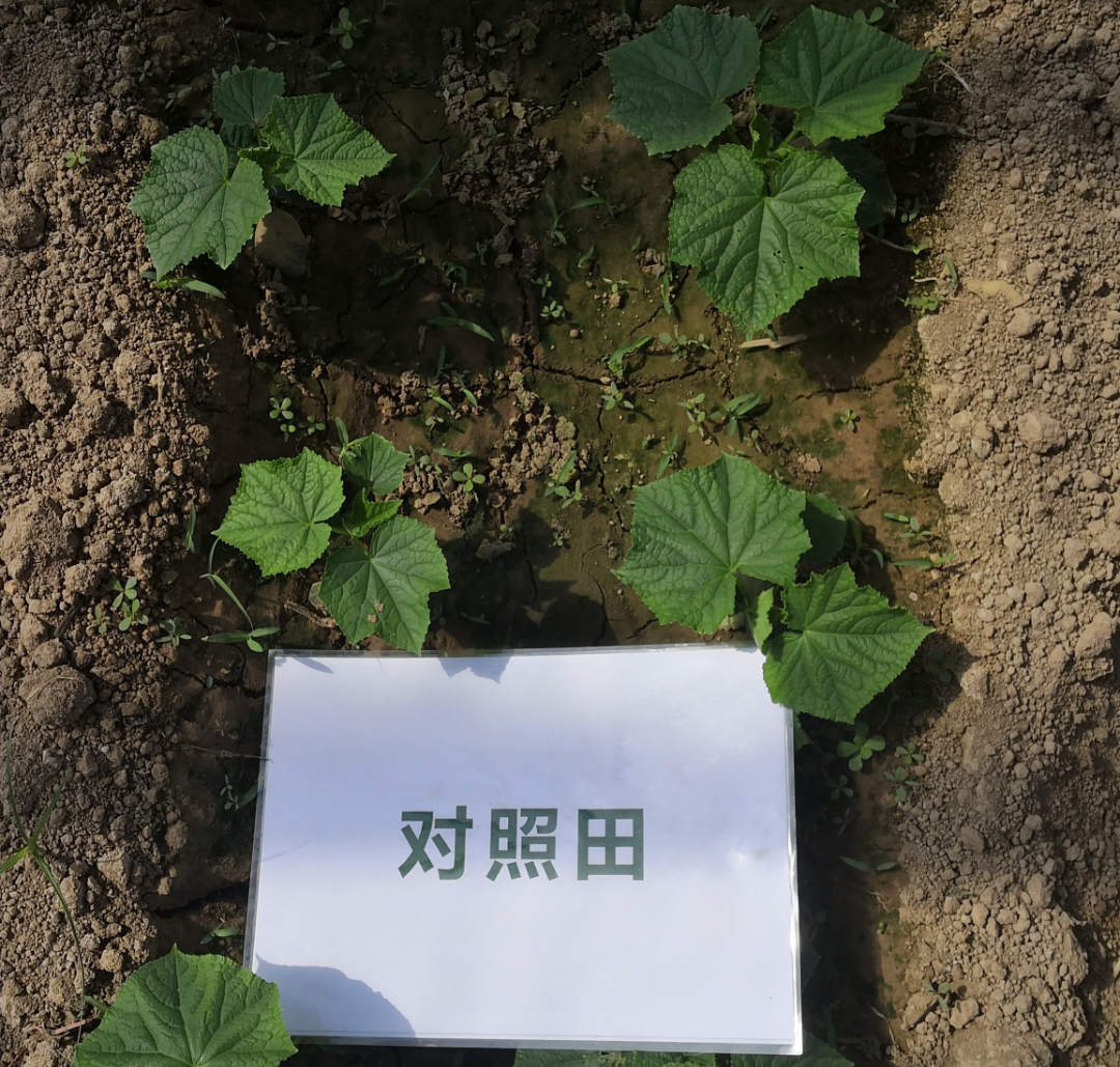 黄瓜幼苗期长势比照1.jpg