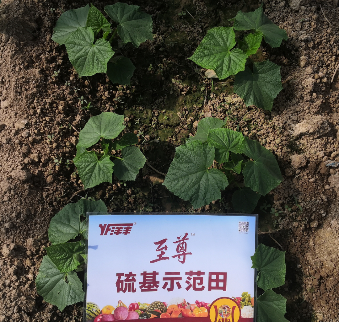 黄瓜幼苗期长势比照2.jpg