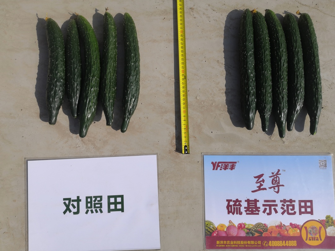 瓜条间比照.jpg