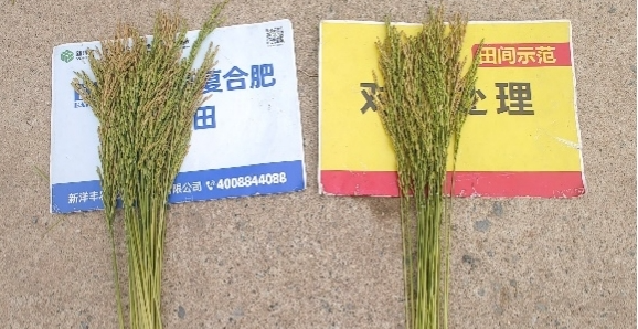 单株稻穗数目比照.jpg
