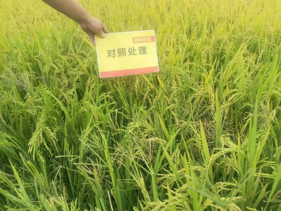 比照田整体长势.jpg