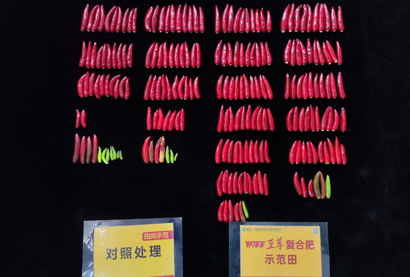 9月26日单株椒果比照_副本.jpg