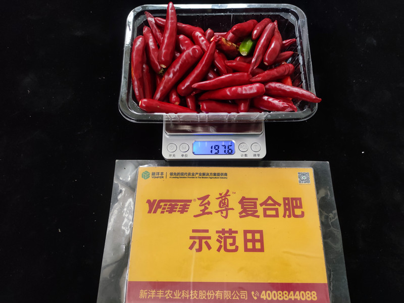 9月26日树模田整株鲜果重：197.6g，，，，，亩产395kg_副本.jpg