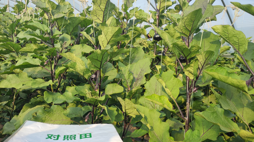 比照田茄子长势图.jpg