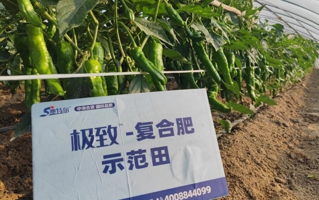 辣椒比照田2.jpg