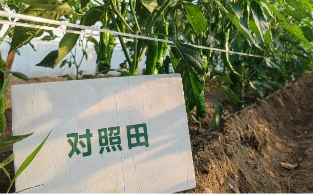 辣椒比照田长势2.jpg